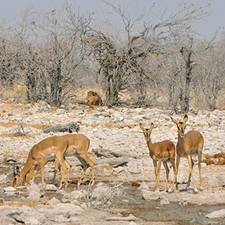 Etosha - Kalkheuvel - Impalas with lion
